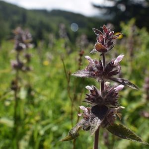 Meet your Posher, Ruth